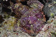 Scorpaenopsis barbatus Rascasse barbue-Safaga Tobia kebir-4m-20171120-Denis-ADER-DSC_3218_tn